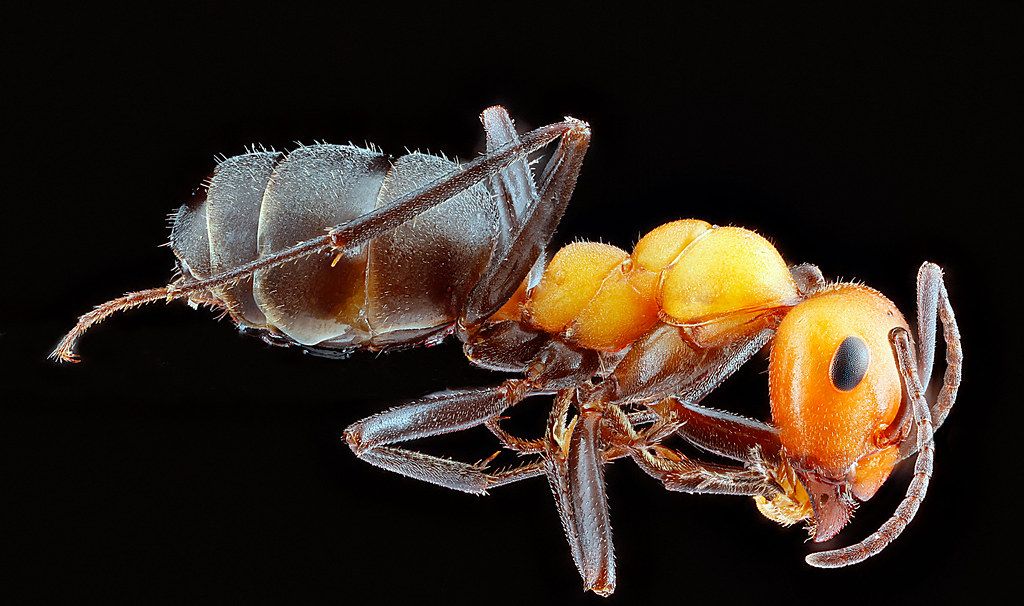 Ant Control service in Biloxi, MS