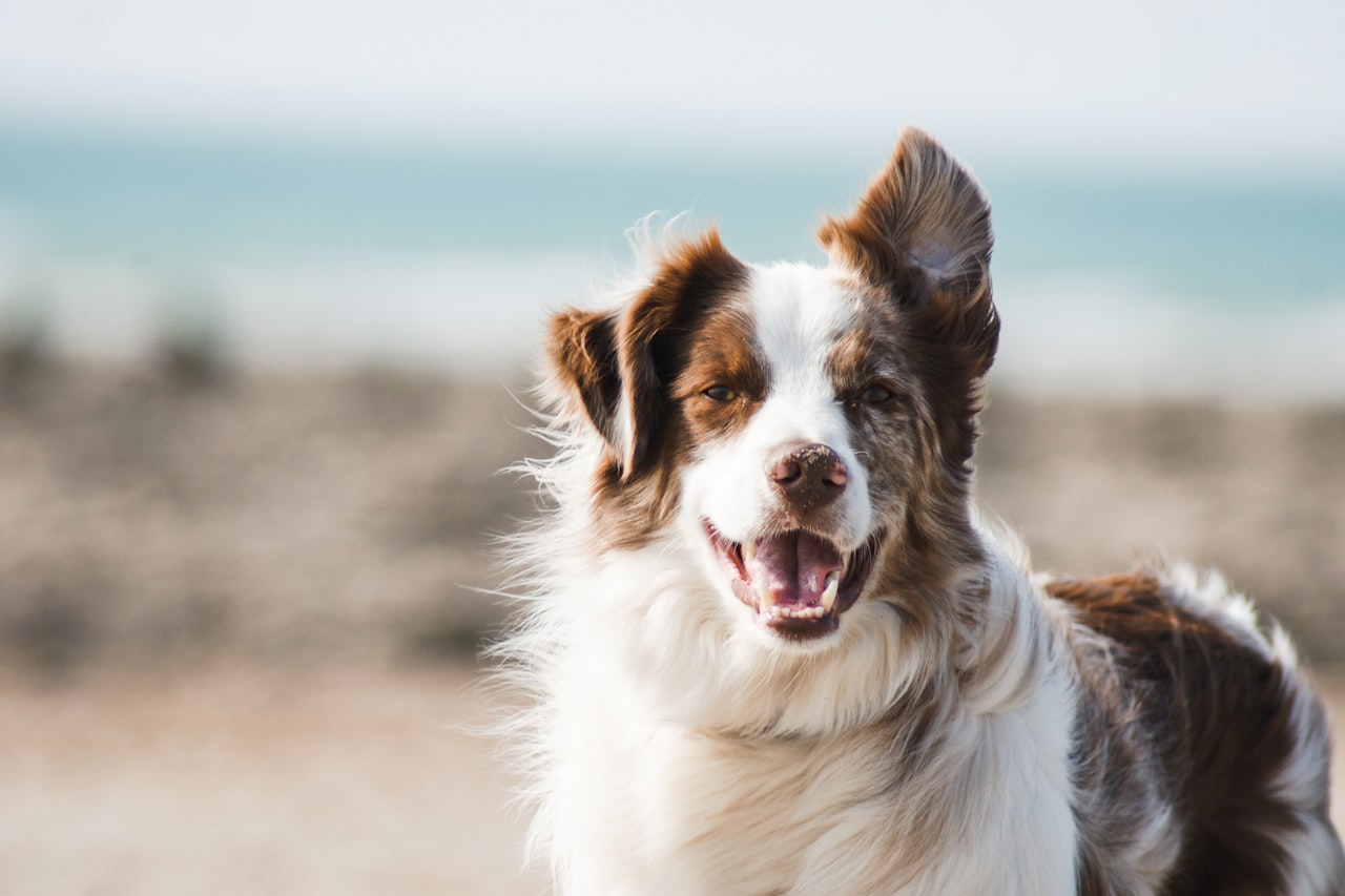 Flea & Tick Control service in Biloxi, MS