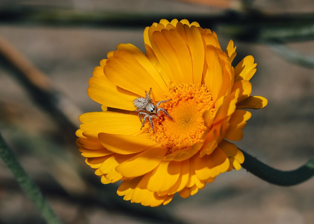 Spider Control service in Biloxi, MS